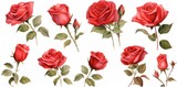 Watercolor Roses illustration, isolated on white background