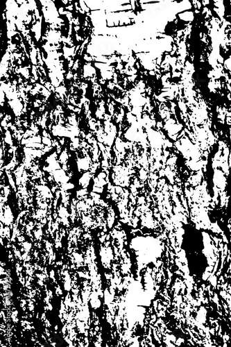 Birch bark texture