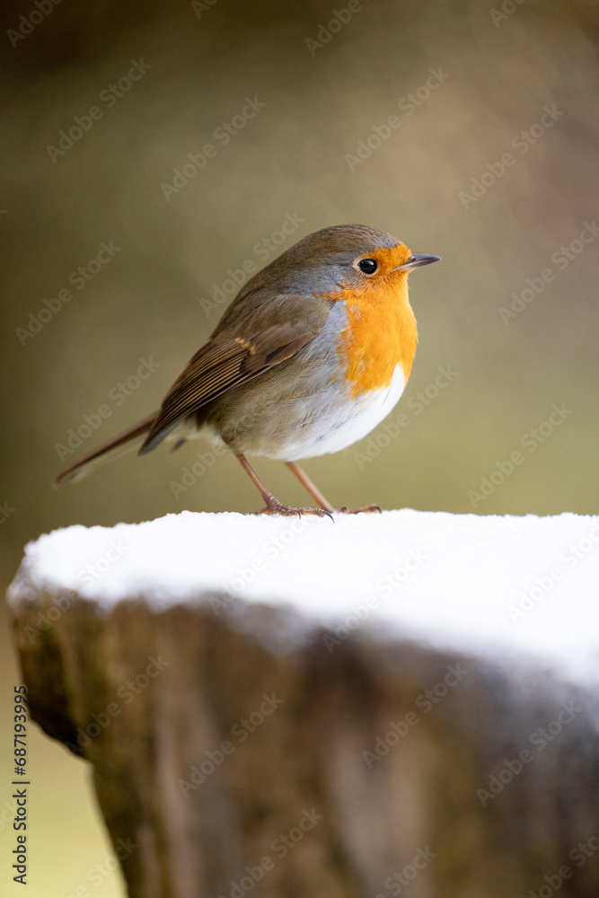 Adult Robin (erithacus rubecula) perched on a snowy log with a natural, light green, dappled background - Yorkshire, UK in Winter Adult Robin (erithacus rubecula) perched on a snowy log with a natural, light green, dappled background - Yorkshire, UK in Winter