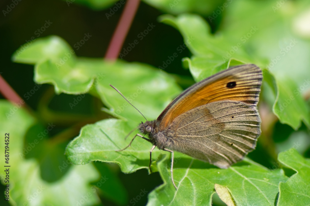 Obraz premium L’Amaryllis - Pyronia tithonus - lépidoptères