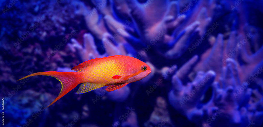 coral fish - Pseudanthias squamipinnis