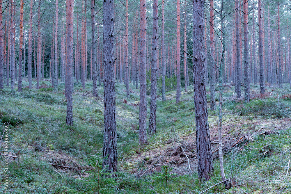 Pine tree forest at dusk in late autumn Pine tree forest at dusk in late autumn