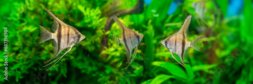 Angelfish Pterophyllum scalare photo