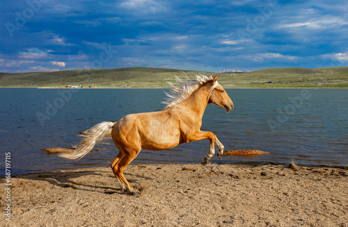 A horse gallops along the shore of the lake. A beautiful red horse runs freely, its mane flutters in the wind. Wildlife, beautiful landscape.