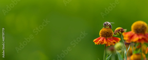 bees (apis mellifera) on helenium flowers - close up