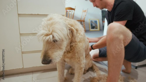 A young man sits on the kitchen floor, attentively grooming his dog's fur, concept of care and dedication of pet owners photo