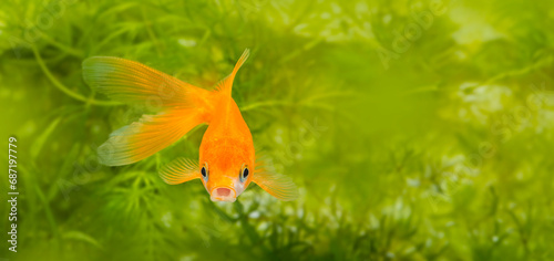 Carassius auratus auratus - gold fish - aquarium fish