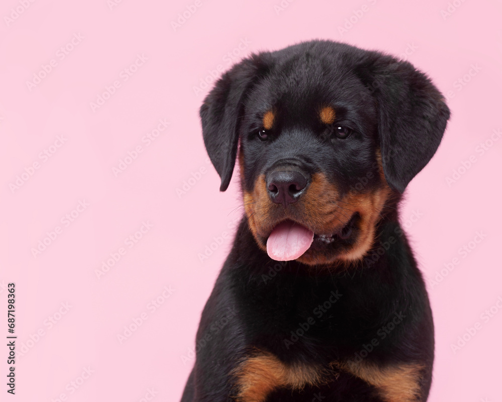 Rottweiler puppy, portrait on a pink background Rottweiler puppy, portrait on a pink background