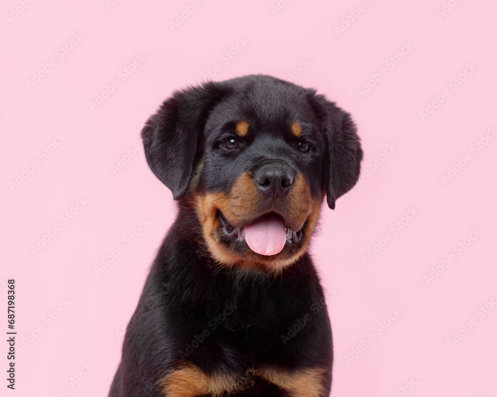 Rottweiler puppy, portrait on a pink background Rottweiler puppy, portrait on a pink background