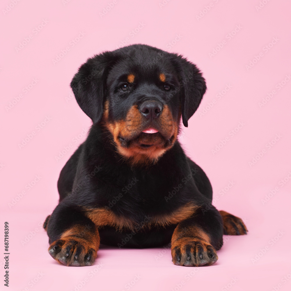 Rottweiler puppy lying on a pink background Rottweiler puppy lying on a pink background