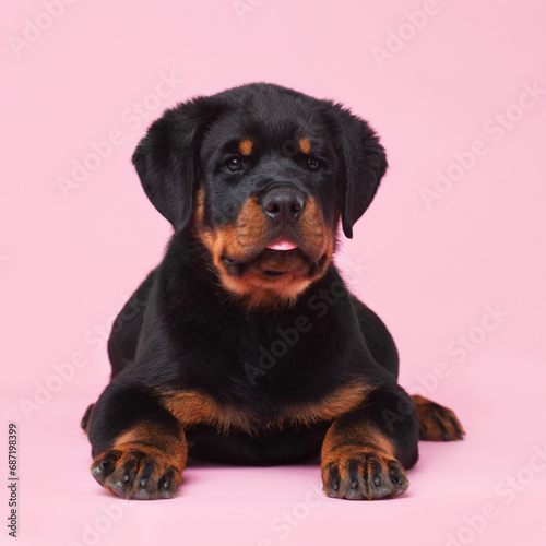 Rottweiler puppy lying on a pink background
