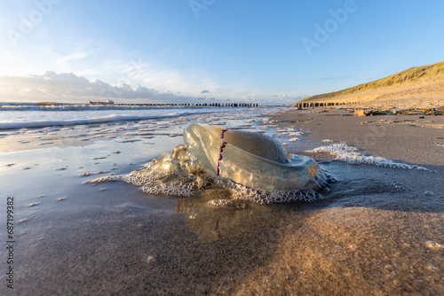 Fotografie dead blue cabbage bleb (Rhizostoma octopus) stranded on the beach