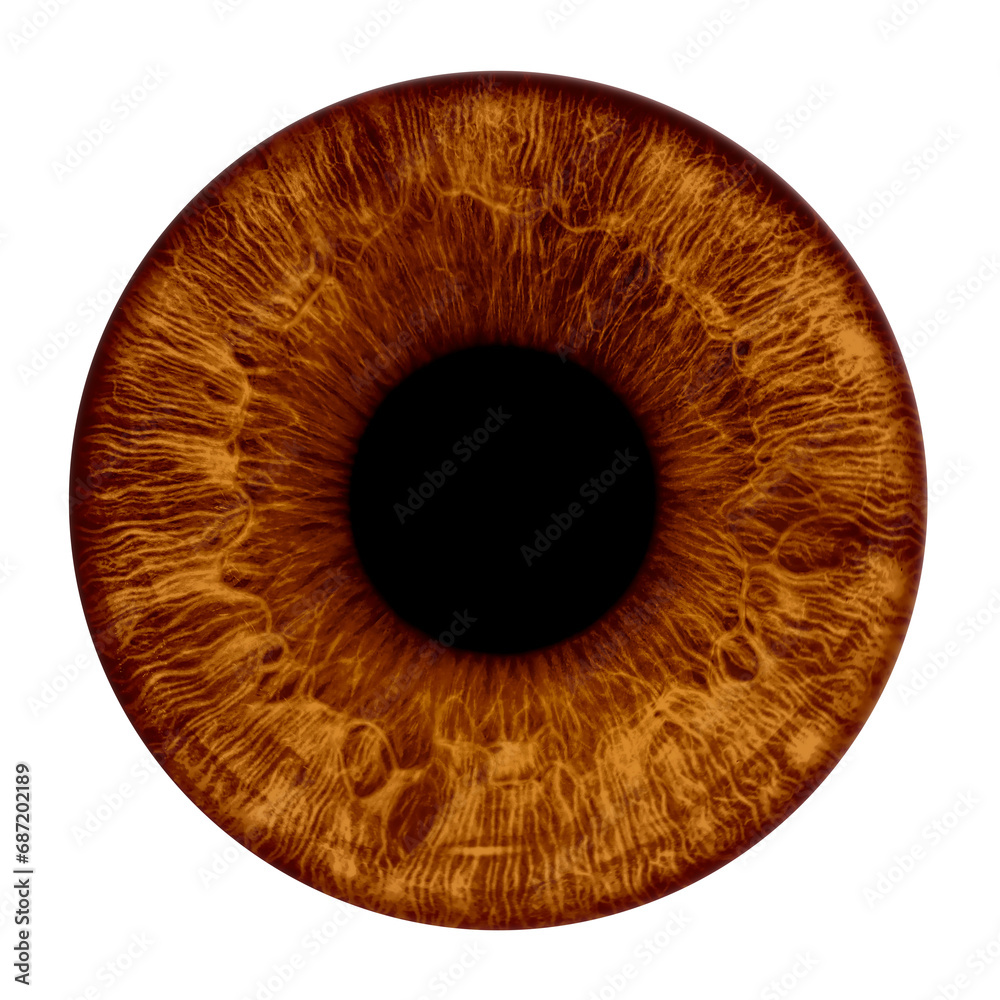 Brown eye iris - human eye