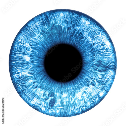 Blue eye iris - human eye photo