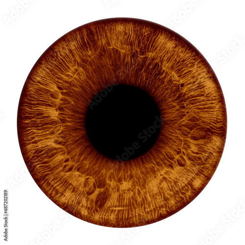 Brown eye iris - human eye