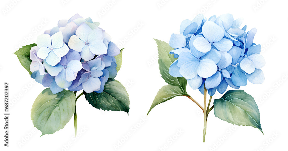 Hydrangea Flower, watercolor clipart illustration with isolated background - obrazy, fototapety, plakaty 
