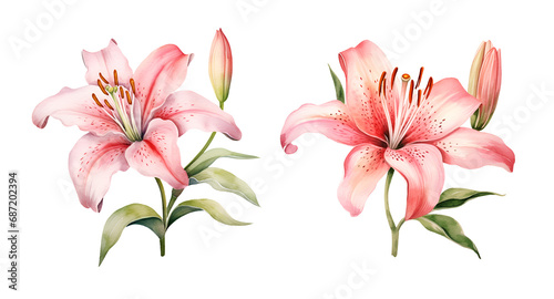 Lily Flower  watercolor clipart illustration with isolated background