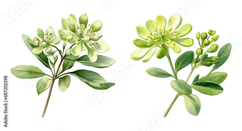 Mediterranean spurge Flower, watercolor clipart illustration with isolated background photo