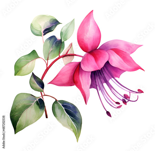 Fuchsia flower, watercolor clipart illustration with isolated background