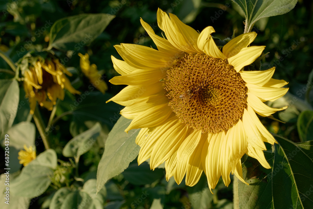 Obraz premium Single sunflower in bloom with bee . Tuscany, Italy