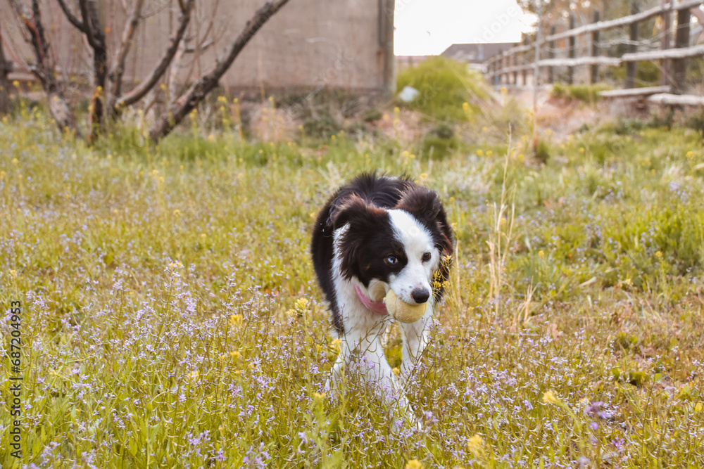 Mini Australian Shepherd Dog Puppy Outside Warm Tone Rustic Playing Fetch Exploring Flower Field