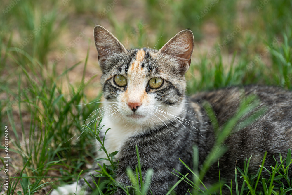 Cat Feline Stripped Tabby Calico Outside Lawn Grass Close Up Portrait Cat Feline Stripped Tabby Calico Outside Lawn Grass Close Up Portrait