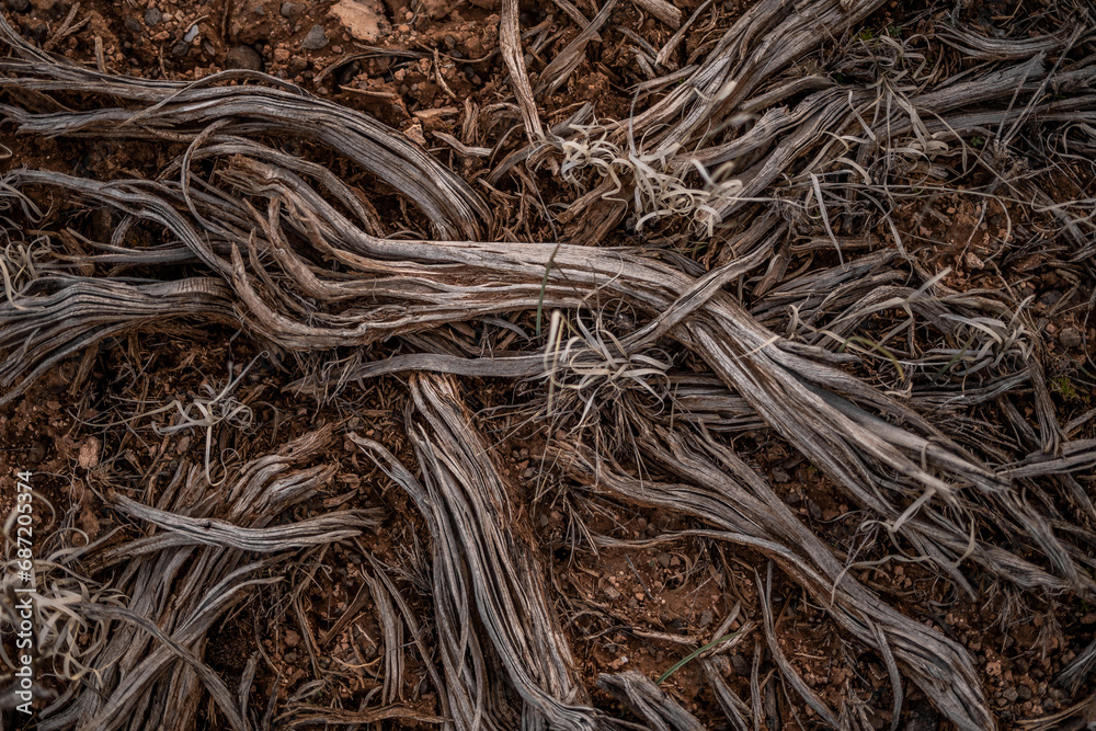 Dirt Path Dry Shrub Dead Plants Ground Desert Outdoors Dirt Path Dry Shrub Dead Plants Ground Desert Outdoors