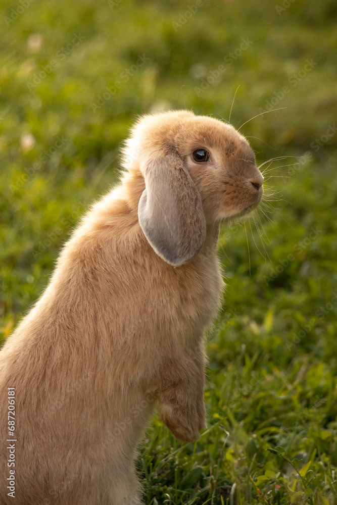 The Most Adorable Brown Holland Lop Standing on Back Legs Looking Around So Cute Holland Lop Bunny Rabbit Pet Animal Standing Listening Outside Yard Lawn Close Golden Brown Cute Side View close up The Most Adorable Brown Holland Lop Standing on Back Legs Looking Around So Cute Holland Lop Bunny Rabbit Pet Animal Standing Listening Outside Yard Lawn Close Golden Brown Cute Side View close up