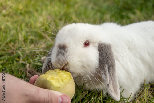 Pet White Holland Lop With Dark Ears Siamese Bunny Rabbit Red and Blue Eyes Being Fed Underripe Peach Outside in Garden photo