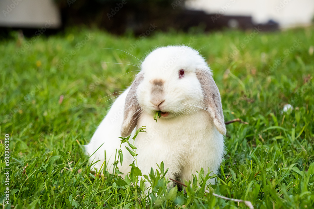 White Siamese Rabbit Eating Yard Greens White Siamese Rabbit Eating Yard Greens