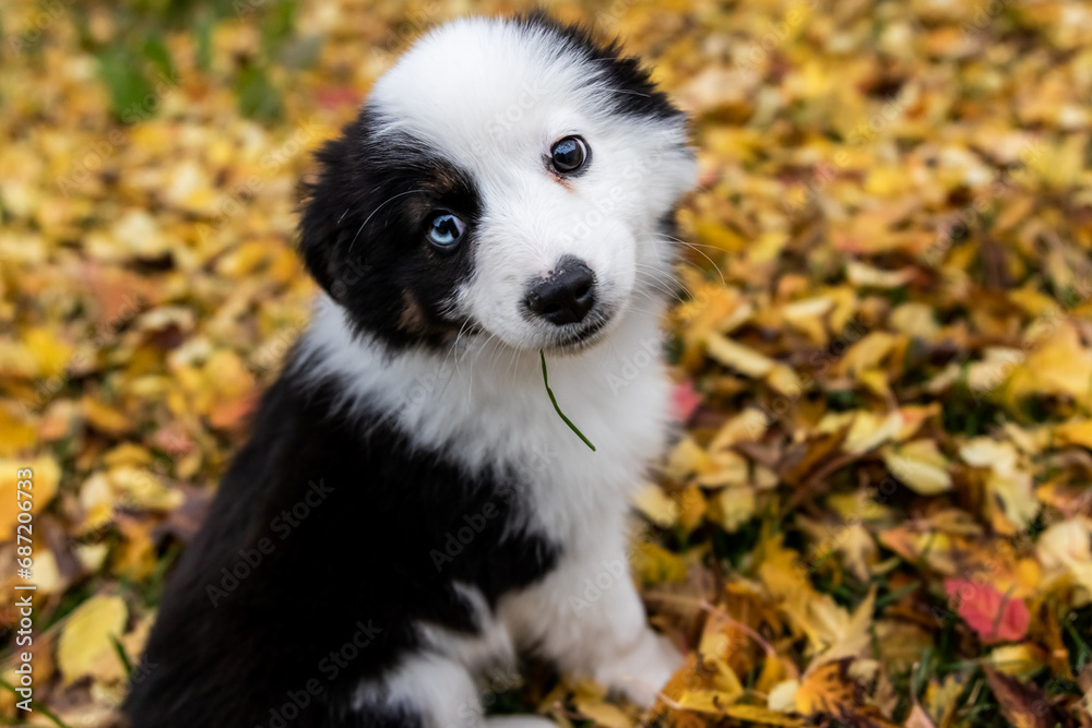 Adorable Puppy With Multicolored Eyes and Amazing Heart Nose
