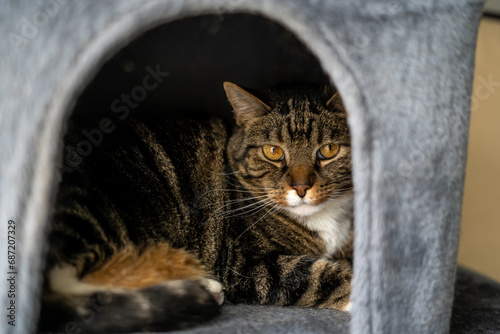 Chubby Cheek Tabby Cat in Hiding in Cat Tree Tower House