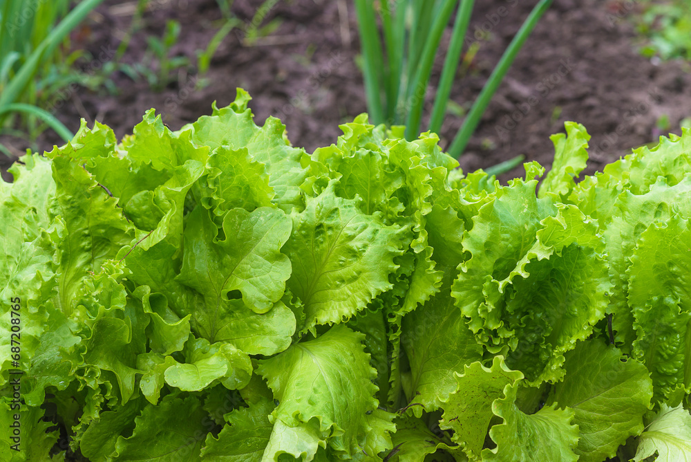 Close up for fresh organic green salad with waterdrops in the black soil Close up for fresh organic green salad with waterdrops in the black soil