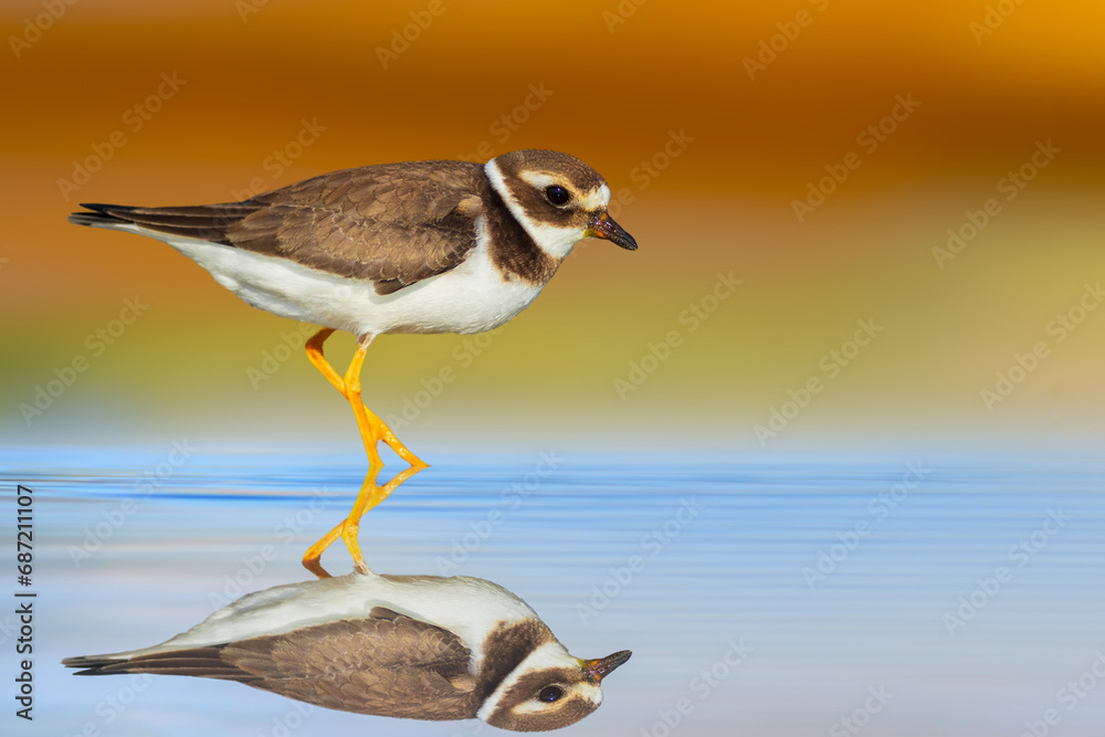 Obraz premium Cute little shorebird. Colorful nature background. Common Ringed Plover. Charadrius hiaticula.