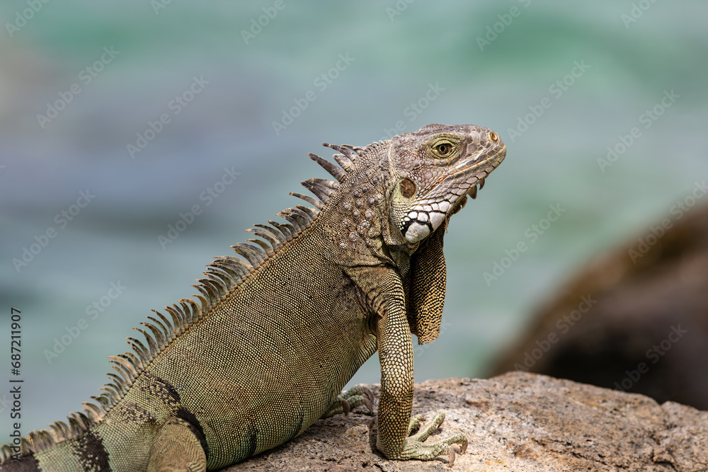 Closeup of Green Iguana (Iguana iguana) on the island of Aruba. Standing on a rock ledge, looking at the camera, ocean in background.
Closeup of Green Iguana (Iguana iguana) on the island of Aruba. Standing on a rock ledge, looking at the camera, ocean in background.