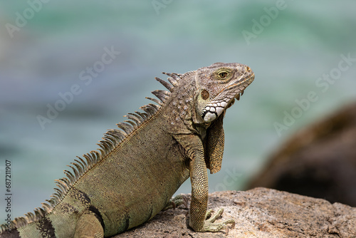 Closeup of Green Iguana  Iguana iguana  on the island of Aruba. Standing on a rock ledge  looking at the camera  ocean in background.  