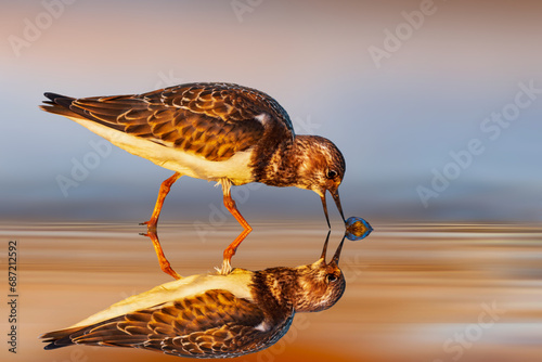 A shorebird that was filmed performing its namesake behavior in search of food. Colorful nature background. Ruddy Turnstone. Arenaria interpres. photo