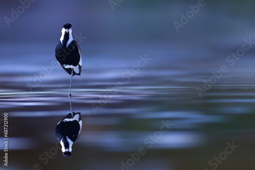 A lapwing with its reflection in the water. Spur winged Lapwing. Vanellus spinosus. Colorful nature background.  photo