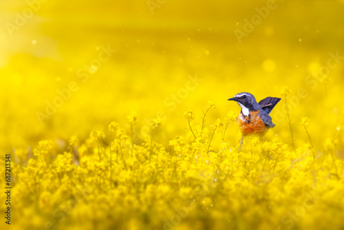 Robin posing in yellow spring flowers. Yellow nature background. Bird: White throated Robin. Irania gutturalis.