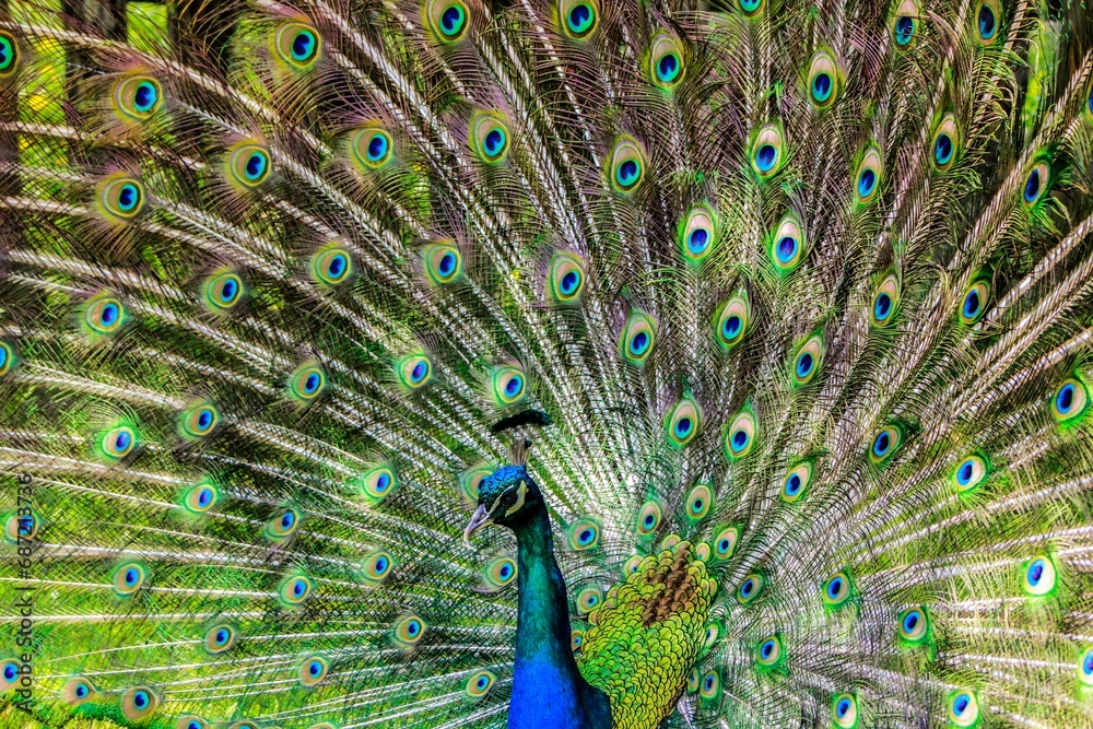 Naklejka premium peacock with feathers