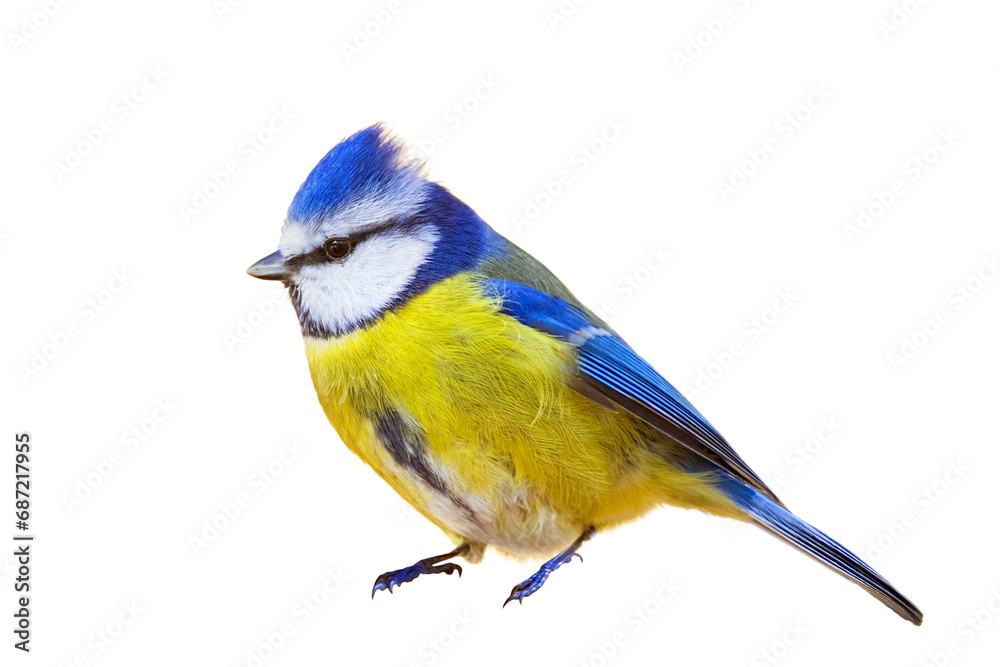 Naklejka premium Isolated bird. White background. Birds: Eurasian Blue Tit. Cyanistes caeruleus.