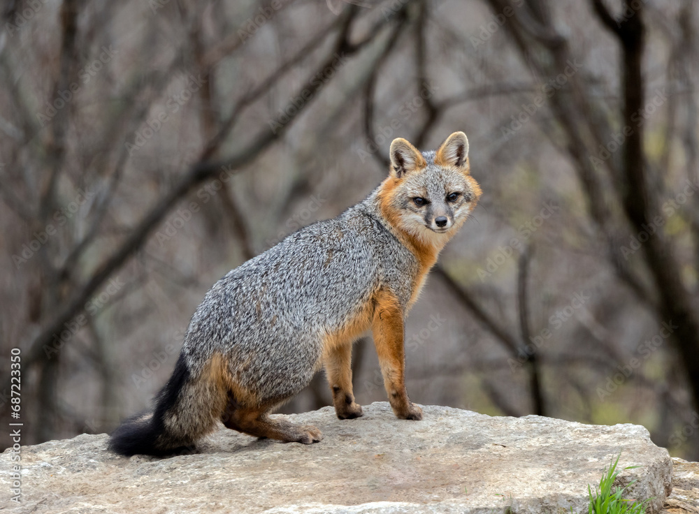 Gray Fox Male warily checking out the photographer. Gray Fox Male warily checking out the photographer.