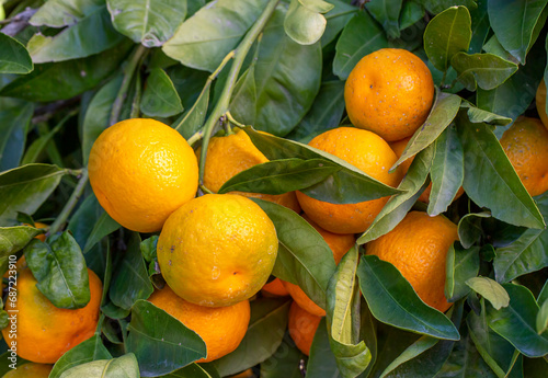 Ripe mandarin oranges on tr...