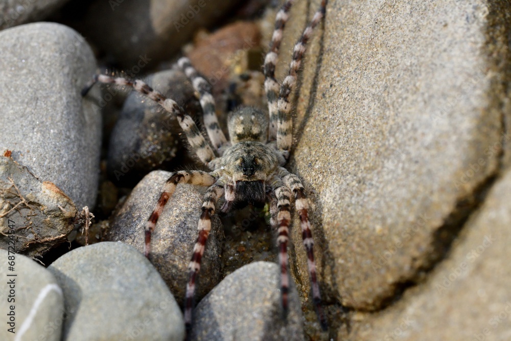 Wolf Spider lycosa hunting between stones near the river