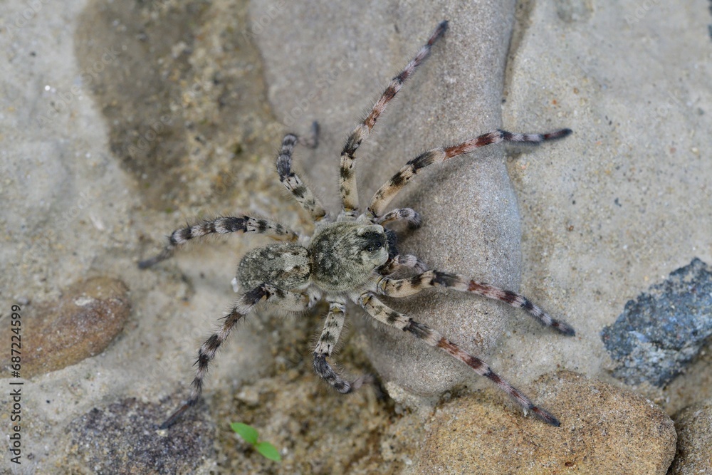 Spider lycosa hunting on the stone near the river