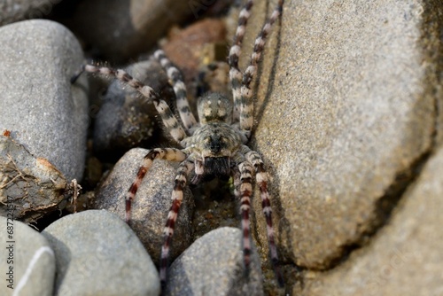 Obraz na płótnie Wolf Spider lycosa hunting between stones near the river w salonie