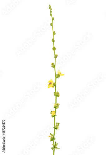 Wavyleaf mullein isolated on white background, Verbascum sinuatum photo