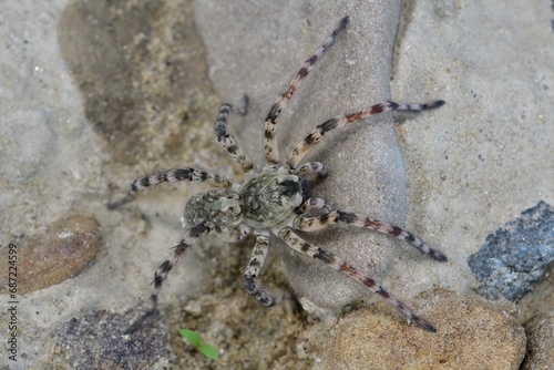 Obraz na płótnie Spider lycosa hunting on the stone near the river w salonie