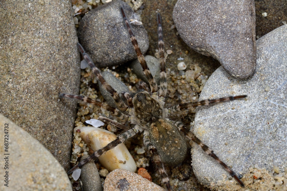 Wolf Spider lycosa hunting between stones near the river