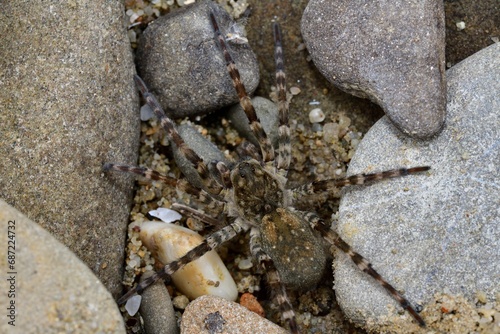 Obraz na płótnie Wolf Spider lycosa hunting between stones near the river w salonie
